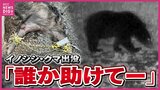 「イノシシの首根っこ押さえて羽交い締めに」住宅街で男性がイノシシに襲われけが　動物園の園内には野生の親子熊　クマやイノシシの出没相次ぐ　広島　|　RCC NEWS | 広島ニュース | RCC中国放送