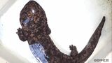 オオサンショウウオが「生きた化石」であると骨から裏づけ メトポサウルスなど古生物の生態復元で重要な知見の可能性 岡山理科大学などが共同研究結果を発表【岡山】|TBS NEWS DIG