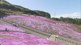 【中継】ピンクのじゅうたん、シバザクラ見頃「ジュピアランドひらた」夜はライトアップも　福島|TBS NEWS DIG