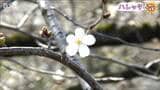 早咲きの桜は“冷たい”川風のなか 1カ月かけて満開へ　新潟県新発田市|TBS NEWS DIG