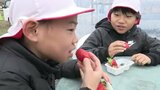 「うまい！最高」苗の定植をお手伝い…小学生が自分たちで植えたハウス栽培のイチゴを収穫、真っ赤に色づいた章姫をほお張り笑顔　|　SBC NEWS | 長野のニュース | SBC信越放送
