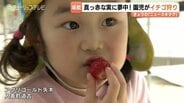 イチゴ892個食べた？園児が真っ赤なイチゴに夢中...高温傾向で甘み増す　アグリゴールド矢木で甘さ際立つ3品種を収穫体験　富山・入善町　|　富山のニュース｜天気・防災｜チューリップテレビ