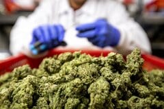 米司法省、州認可のマリフアナを危険性の低い薬物に分類－大麻株上昇| TBS CROSS DIG with Bloomberg