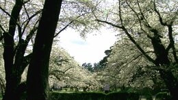 樹齢100年超えても美しい桜はなぜ咲く?青森県弘前公園の桜|TBS NEWS DIG