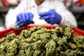 米司法省、州認可のマリフアナを危険性の低い薬物に分類－大麻株上昇| TBS CROSS DIG with Bloomberg