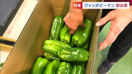 苦みが少なく大きくて甘い「ジャンボピーマン」初出荷 大きさは2倍