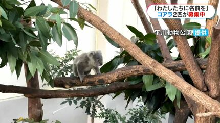 赤ちゃんコアラの名付けのコツは？「わたしたちに名前をつけて」平川