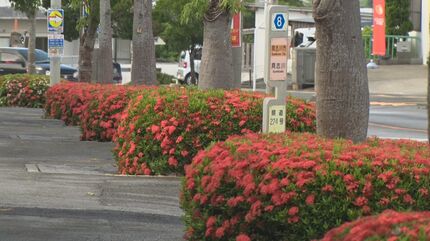コバノサンダンカ」が満開 通りを彩る | 沖縄のニュース｜RBC 琉球放送