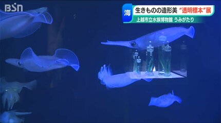 透明標本で魅せる「造形美」 泳いでいる“いきもの”の骨格や構造を知る