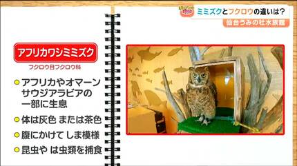 フクロウとミミズクの違いってなに 水族館の入口で「アフリカ