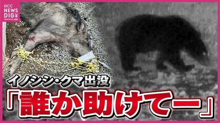 熊　イノシシ　猪から命を守る杖 イノシシの首根っこ押さえて羽交い締めに」住宅街で男性がイノシシに襲