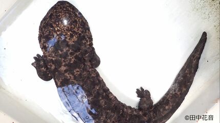 【中古】 卵殻カルシウムのすごい効果 病気も老化も見事に防ぐ　２ケ月飲めば細胞が２年若返/ブックマン社/高橋愛子 Amazon.co.jp: 卵殻カルシウムのすごい効果: 病気も老化も見事に