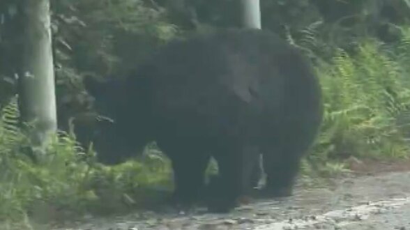 クマが道路わきに　体長1ｍで車が近づくと…　ドライブレコーダーが捉えたその姿　山梨|TBS NEWS DIG