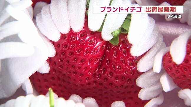 1粒80g500円!「糖蜜使用のこだわりいちご」出荷最盛期 熊本JA菊池 |TBS NEWS DIG