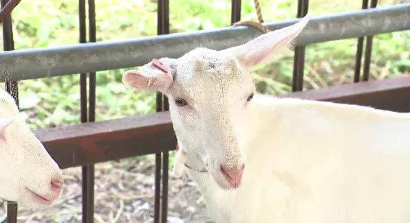 全国でも珍しい子ヤギのセリ　遠くは岩手や大分からも参加　南信州伝統の市場　長野・飯田市|TBS NEWS DIG