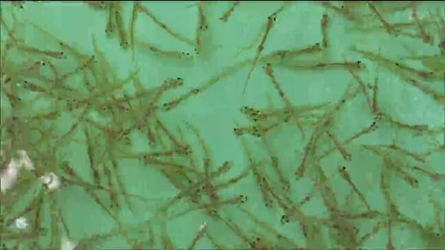 「お腹の中で踊っているような感じ」シロウオ踊り食いも 「伊里前しろうおまつり」賑わう 宮城・南三陸町|TBS NEWS DIG