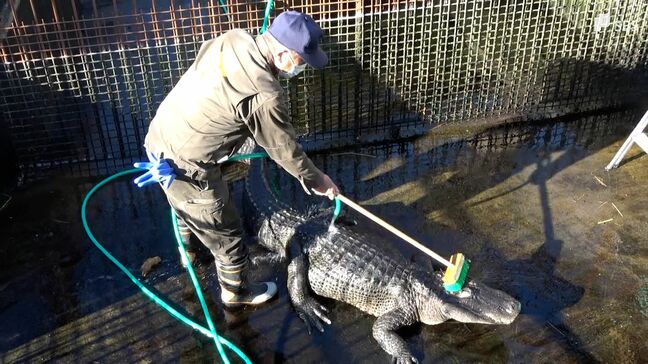 ワニの背中をブラシでゴシゴシ 1年の汚れ落とす年末恒例 ワニ池の大掃除＝静岡・熱川バナナワニ園|TBS NEWS DIG