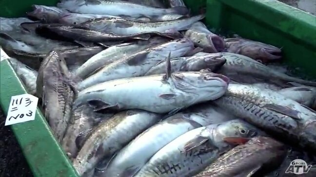 むつ市脇野沢で冬の味覚「タラ」の水揚げ本格化　漁協関係者からは今シーズンの豊漁に期待する声「順調に水揚げ量が増えてきている」|TBS NEWS DIG