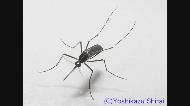 「蚊」の活動早くも本格化 温暖化の影響で7月8月よりも初夏と秋頃に蚊の活動が活発になる傾向 対策は?|TBS NEWS DIG