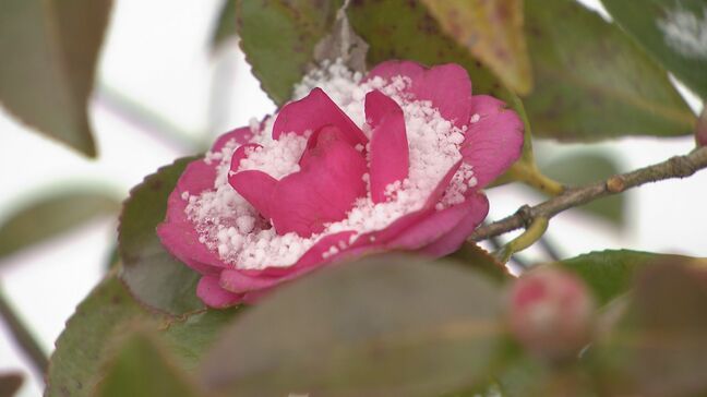 強い寒気到来の3連休 警報級の大雪に注意・警戒 平地でもまとまった積雪見込み|TBS NEWS DIG