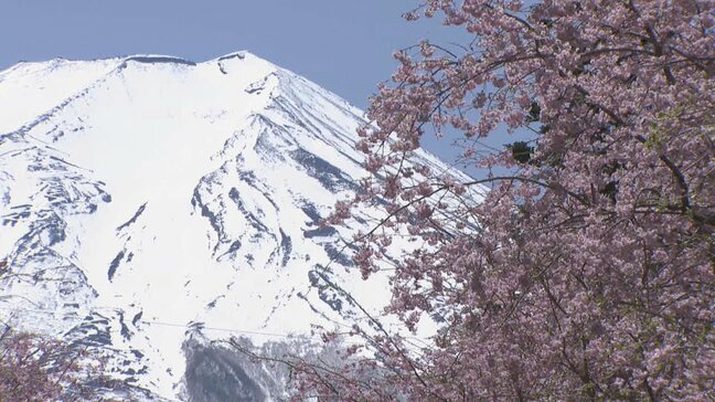 満開のサクラと大迫力の富士山　さらに350m続く桜並木の絶景が見頃　山梨・富士吉田市　|TBS NEWS DIG
