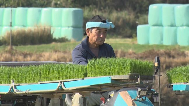石垣島で「ひとめぼれ」の苗を田植え 日照不足と冷え込みの影響で例年より1週間遅く|TBS NEWS DIG