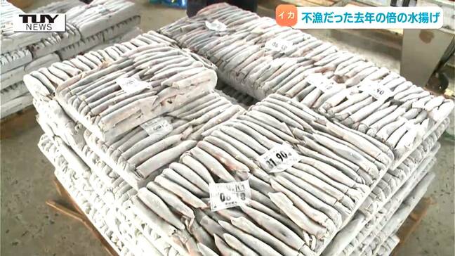 不漁だった去年の倍の水揚げ！ 酒田港でスルメイカの水揚げ（山形）|TBS NEWS DIG