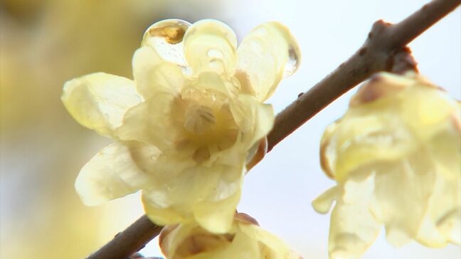 【春の訪れ】讃岐まんのう公園で「ロウバイ」が見ごろ　甘い香りに包まれる【香川】|TBS NEWS DIG