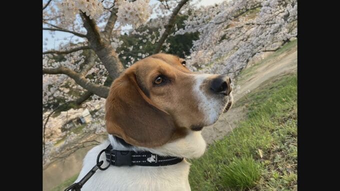 【謎】別々の飼い主の飼い犬４匹が次々「突然死」　共通点は同じ時期、同じ場所を散歩した犬たち…ナゼ？　|　BSSニュース | BSS山陰放送