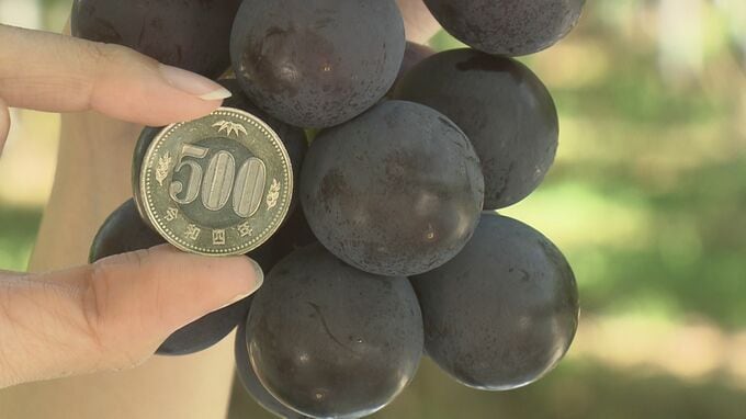 「最高の出来」500円玉より大粒も…県オリジナル品種「あづましずく」収穫始まる　福島・郡山市|TBS NEWS DIG