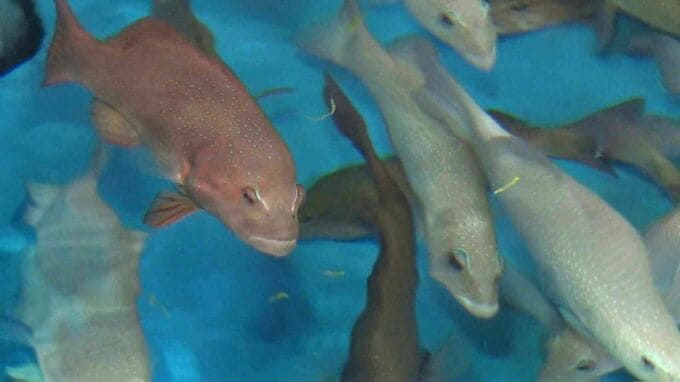 三大高級魚の「アカジンミーバイ」の養殖拡大へ　廃校の小学校で新たな養殖場　30万匹の種苗生産へ|TBS NEWS DIG