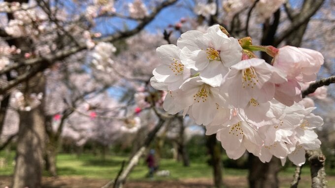 高岡古城公園もサクラ満開　観測史上最も早く　富山　|　富山のニュース｜天気・防災｜チューリップテレビ