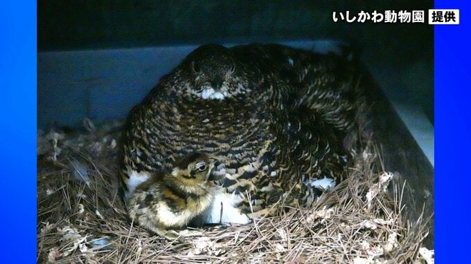 ライチョウのヒナ誕生 石川・能美市|TBS NEWS DIG