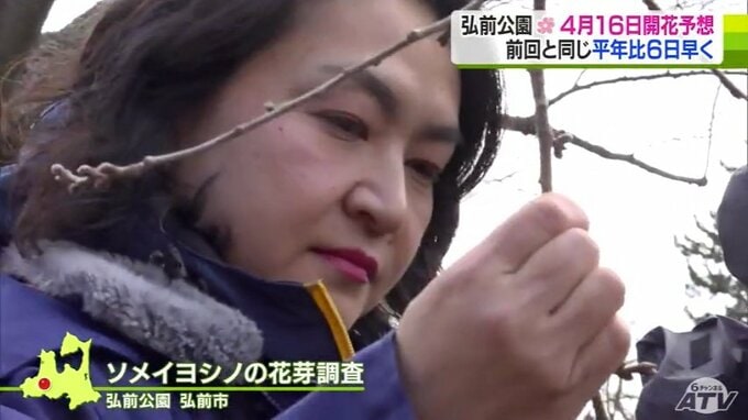 【第4回】弘前公園のサクラの開花予想を発表　前回と変わらず『4月16日』のまま　　|　青森のニュース│ATV NEWS│青森テレビ