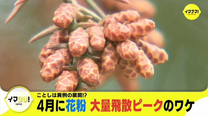 ことしは異例の展開!?　4月に花粉　大量飛散ピークのワケ　|　RCC NEWS | 広島ニュース | RCC中国放送