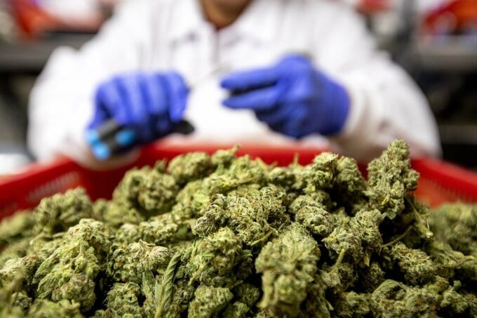 米司法省、州認可のマリフアナを危険性の低い薬物に分類－大麻株上昇