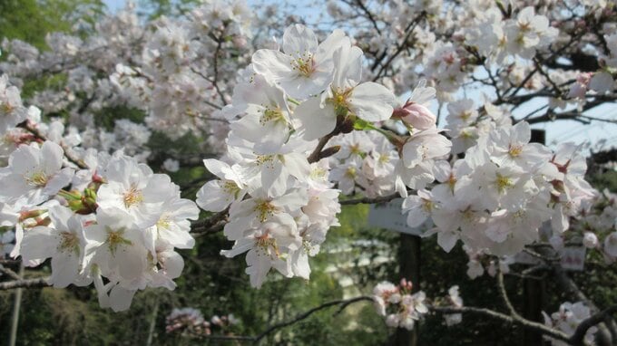 桜の日本最速開花は東京？高知？名古屋？各地のサクラ開花予想　愛媛で開花が早い理由とは…|TBS NEWS DIG