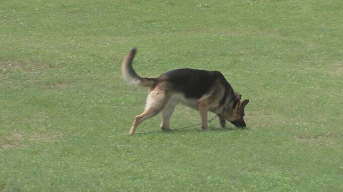 警察犬の研修会　臭いをたどって犯人の逃走経路追跡　シェパードやトイプードルなどが参加　茨城県警|TBS NEWS DIG