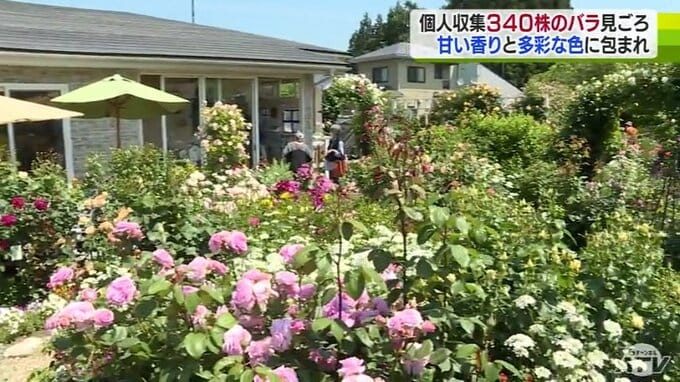 観光名所のバラ園は個人宅の庭　妻への5株のプレゼントが340株のコレクションに　|　青森のニュース│ATV NEWS│青森テレビ