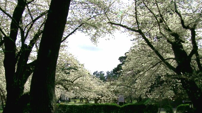 樹齢100年超えても美しい桜はなぜ咲く？青森県弘前公園の桜　|　青森のニュース│ATV NEWS│青森テレビ