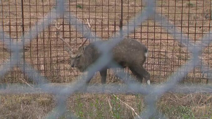 シカの飼育施設で職員が死亡　専門家指摘　繁殖期…角が硬化、1年で最も攻撃的「いつもは友好的でも攻撃することある」「角で突いて攻撃、人間に刺されば出血」　|　BSSニュース | BSS山陰放送