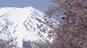 満開のサクラと大迫力の富士山　さらに350m続く桜並木の絶景が見頃　山梨・富士吉田市　　|　山梨のニュース | ＵＴＹテレビ山梨