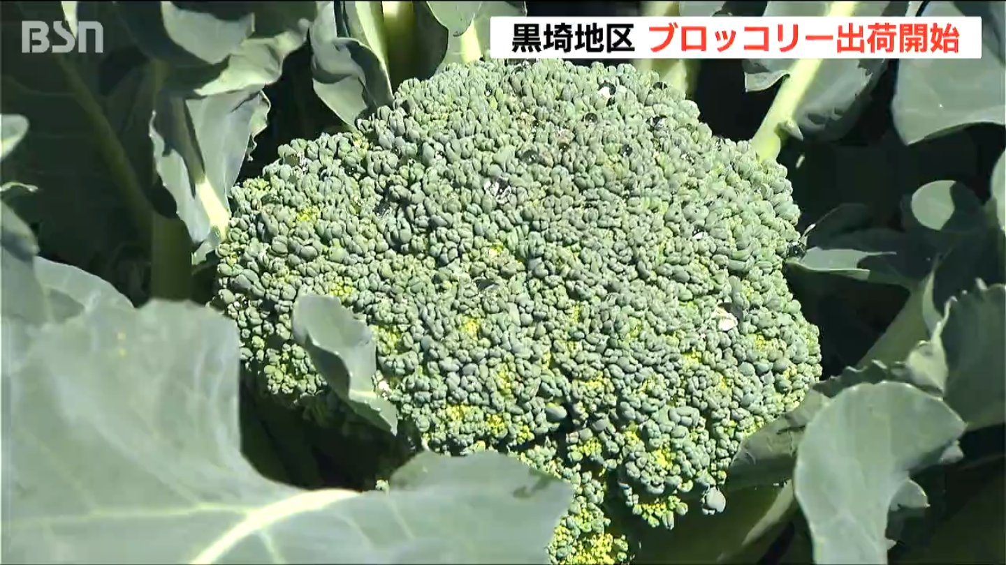 サムネイル_“濃い緑色”が新鮮の証　ブロッコリーの出荷始まる　県内7割の生産量誇る新潟市西区 黒埼地区