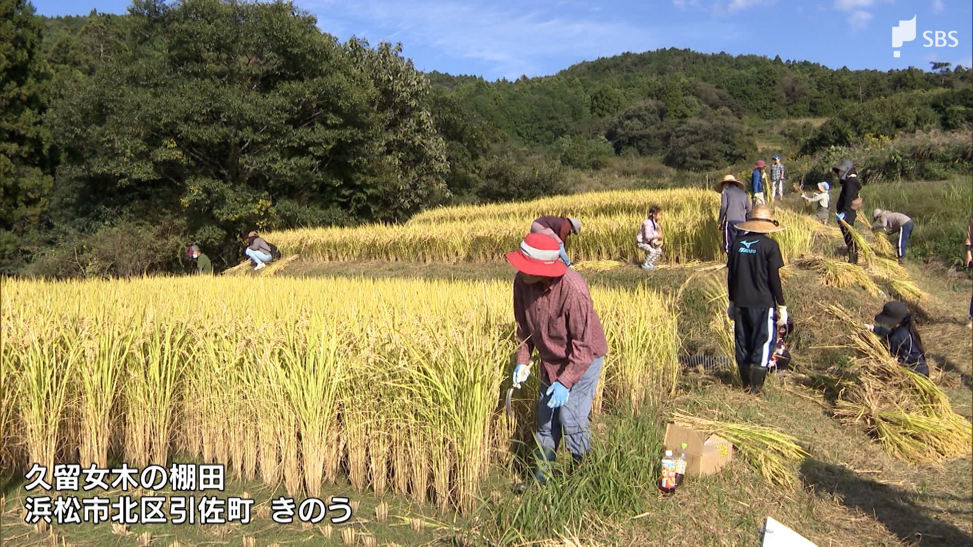 浜松市山間部 棚田で稲刈り体験会 | TBS NEWS DIG