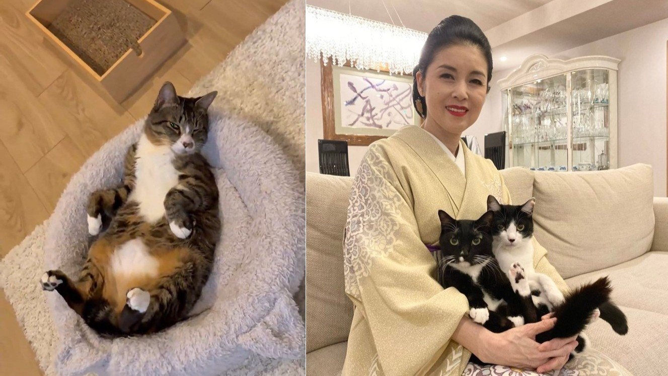 藤あや子 】保護猫・じゃこ天に「祝 野生放棄」 リビングで寛ぐ姿に