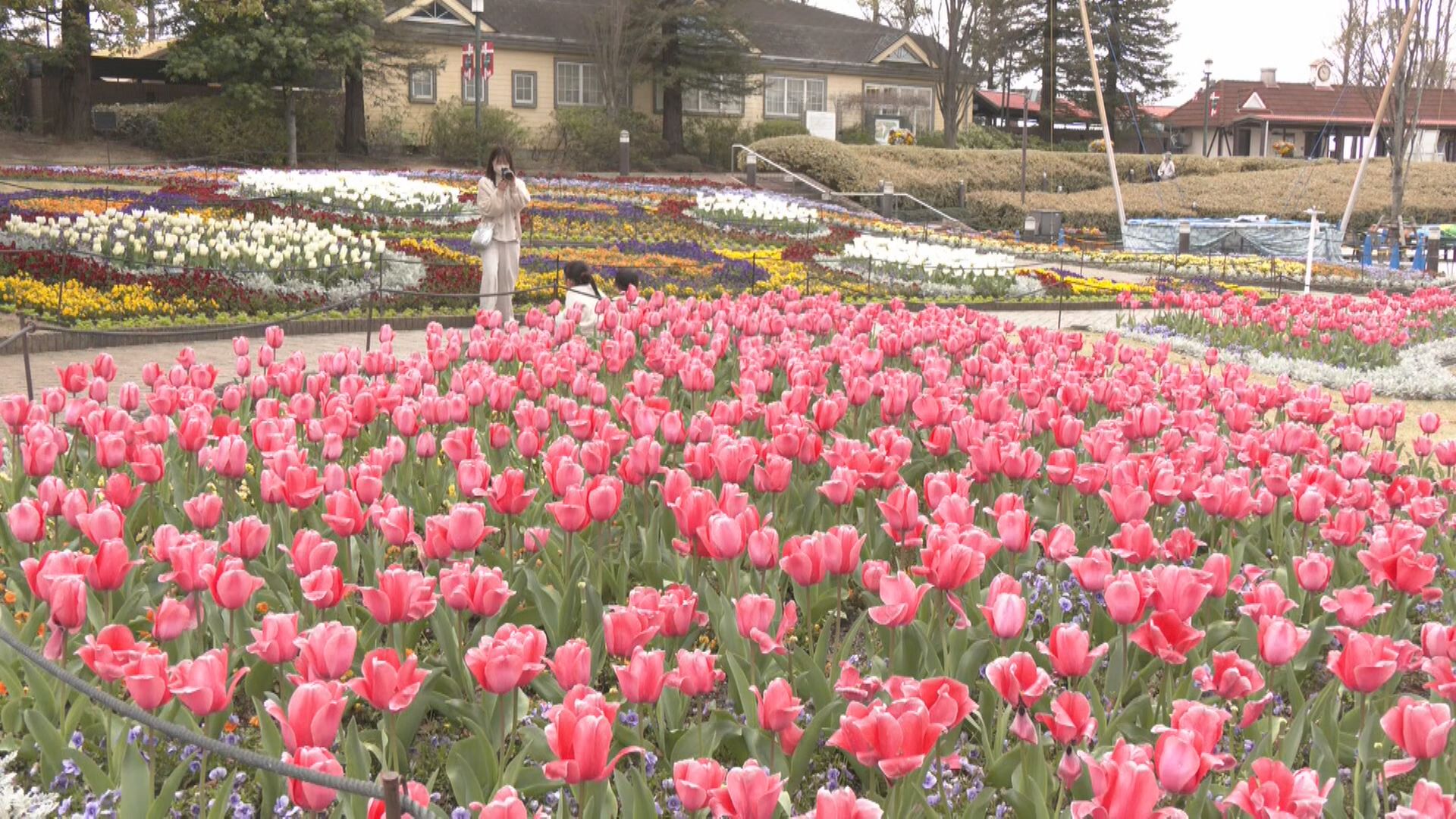 色とりどりの春の花が楽しめる「フラワーフェスティバル」 大道芸人や動物のショーも　愛知・安城市のデンパーク