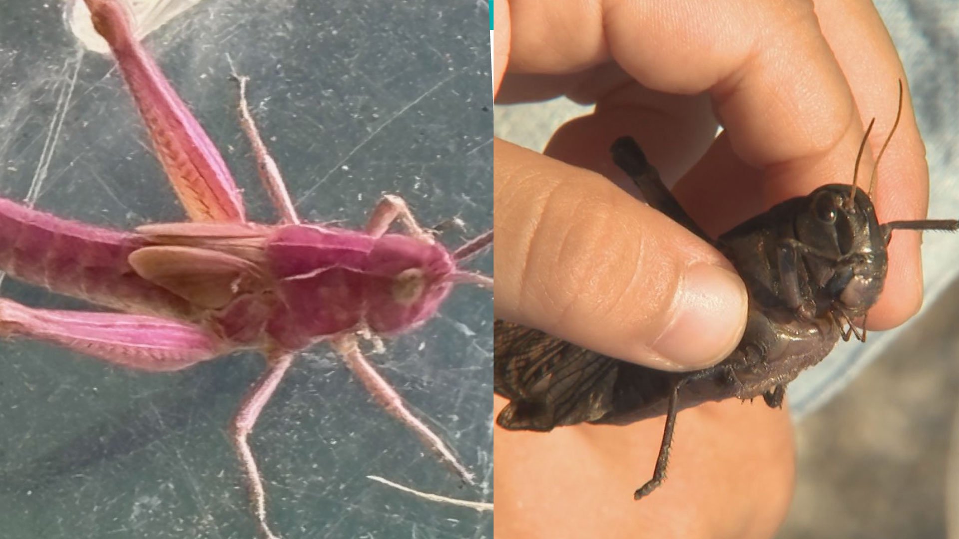 全身ピンクのド派手なバッタ」「かっこいい真っ黒バッタ」子ども達が