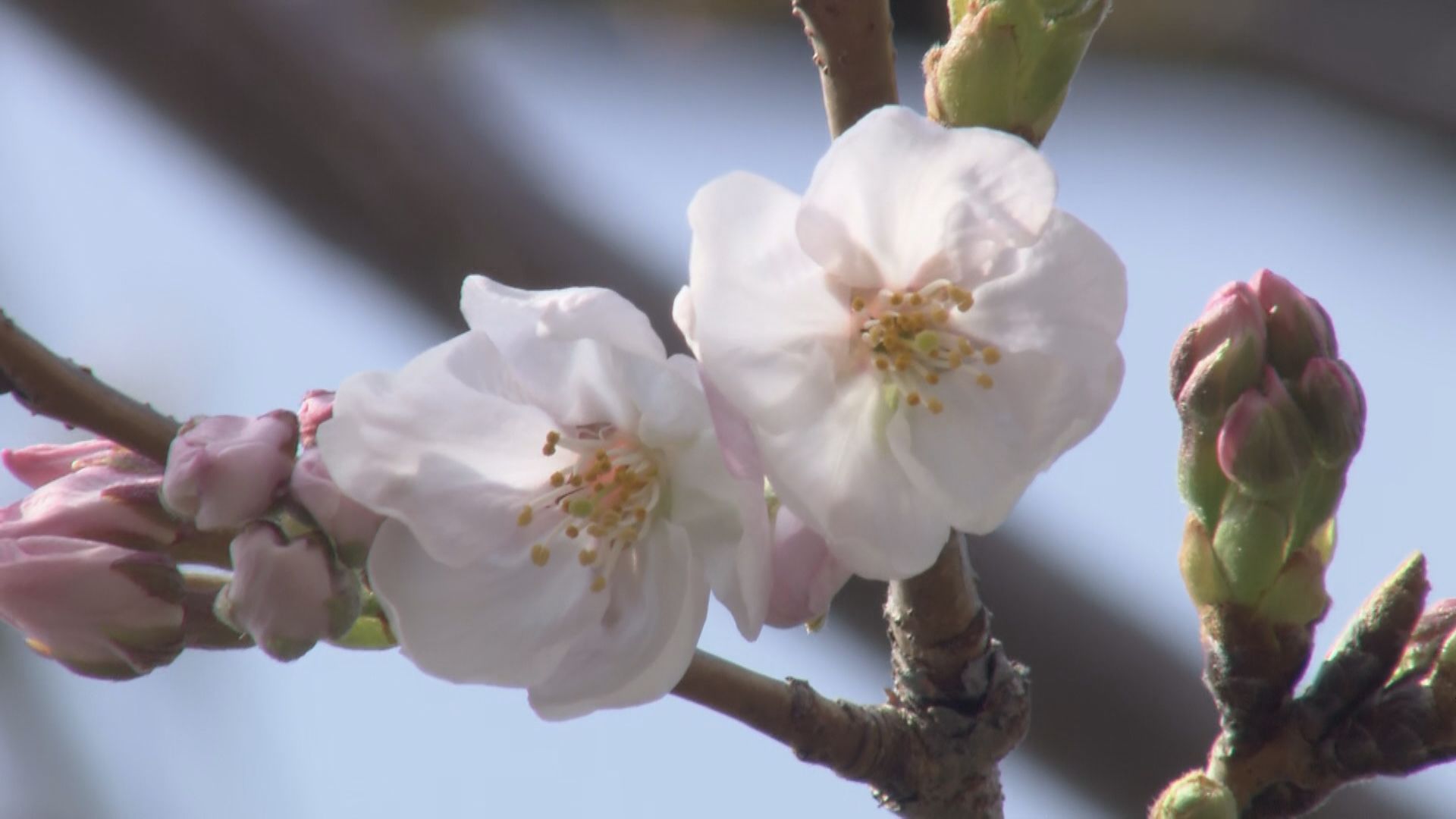 【サクラ開花情報】岐阜地方気象台は桜の開花を観測したと発表　平年と同じ日で去年より2日早い