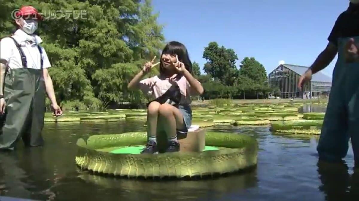 南米原産【オオオニバスの種15粒】 南米原産【オオオニバスの種15粒