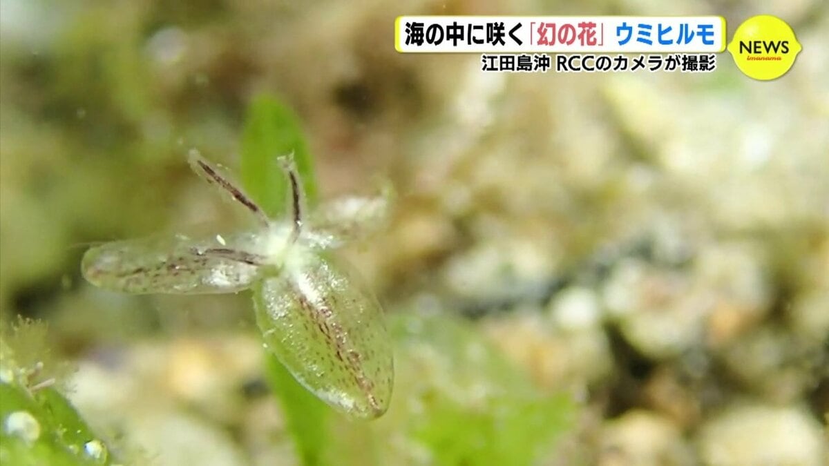 【中古】 海の花咲く 海の中に咲く「幻の花」ウミヒルモ 広島・江田島沖で撮影 | RCC NEWS